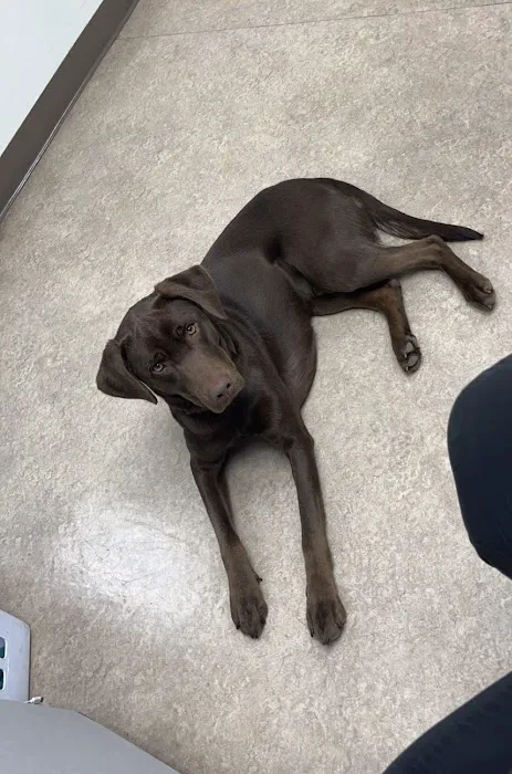 VCA Hawthorn Animal Hospital Picture 7