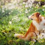 Vernon Hills Animal Hospital