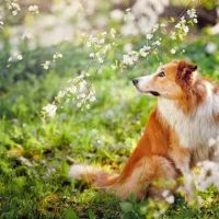 Vernon Hills Animal Hospital ico
