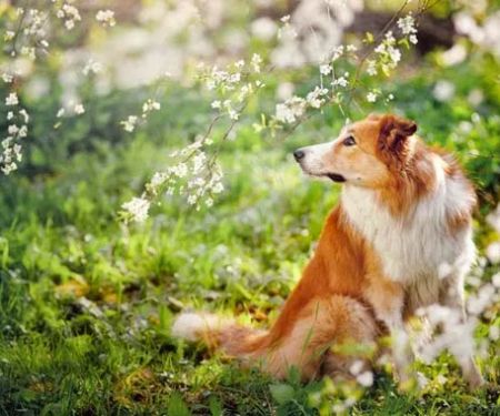 Vernon Hills Animal Hospital