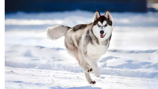 Vernon Hills Animal Hospital Picture 5