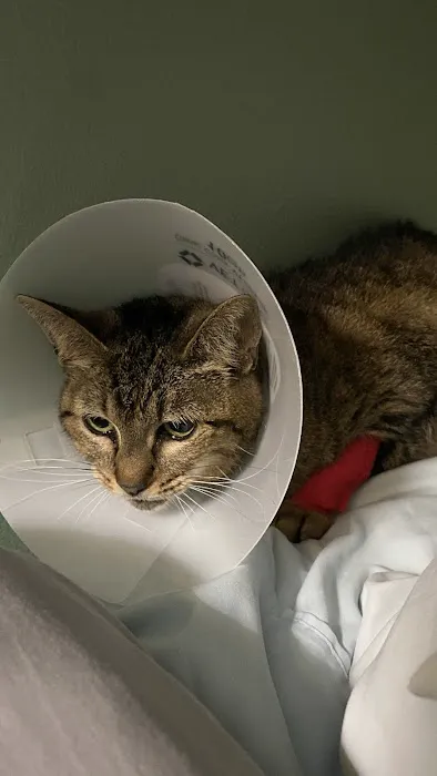 Townline Animal Hospital Picture 8