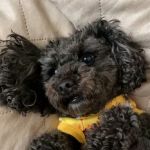 Banfield Pet Hospital