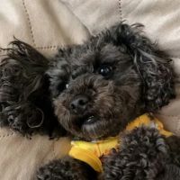 Banfield Pet Hospital ico