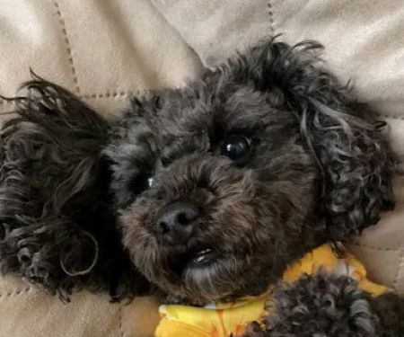 Banfield Pet Hospital