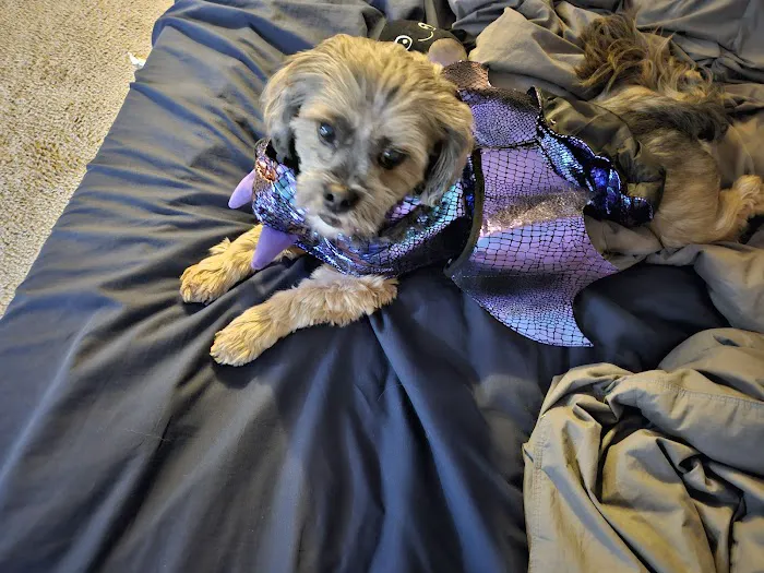 Banfield Pet Hospital Picture 9