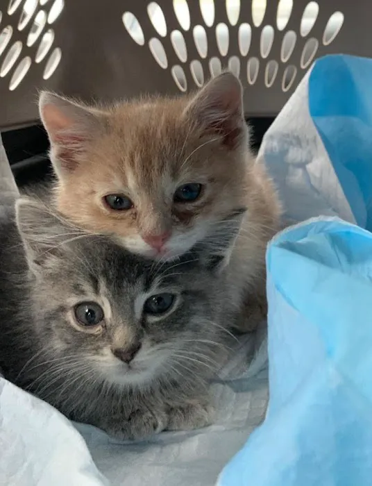 4 Paws Animal Hospital Picture 2