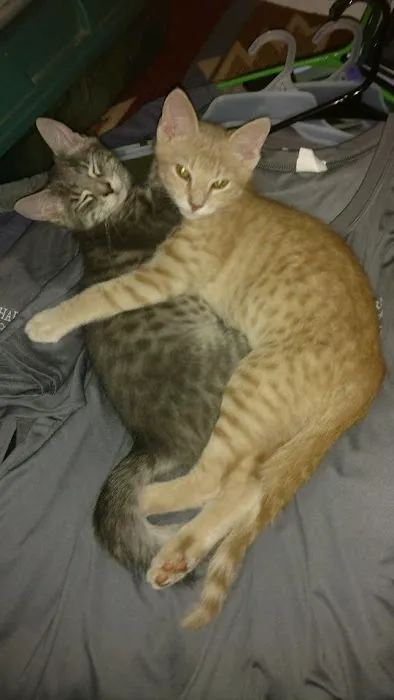 4 Paws Animal Hospital Picture 3