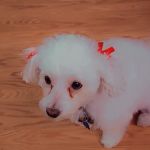4 Paws Animal Hospital
