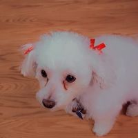 4 Paws Animal Hospital ico