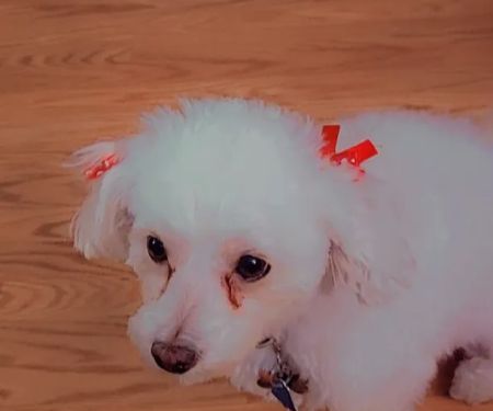 4 Paws Animal Hospital
