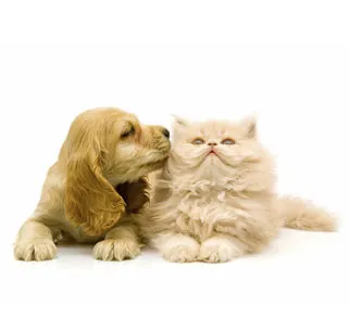 4 Paws Animal Hospital Picture 10