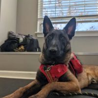 Lake Forest Animal Clinic, Ltd. - Margaret 