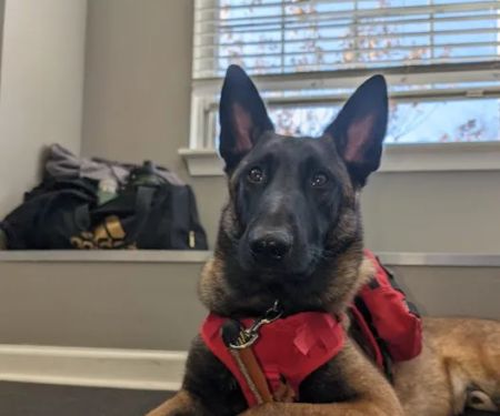 Lake Forest Animal Clinic, Ltd. - Margaret 