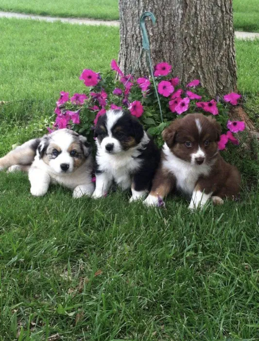 Lake Forest Animal Clinic, Ltd. - Margaret