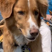 Animal Hospital of West Lake Forest ico
