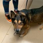 Ridgetop Animal Hospital