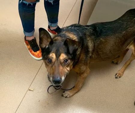 Ridgetop Animal Hospital