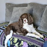 Ridgetop Animal Hospital ico
