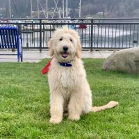 Day Road Animal Hospital ico