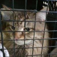 Vets Animal Hospital ico