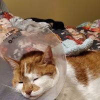 North Whidbey Veterinary Hospital ico