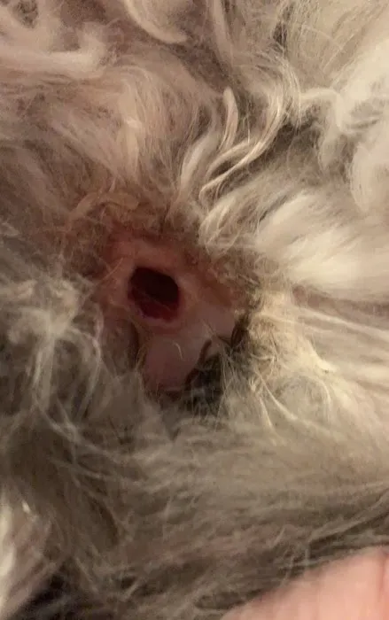 North Whidbey Veterinary Hospital Picture 5