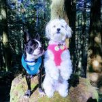 North Whidbey Veterinary Hospital: Mangiameli John J DVM