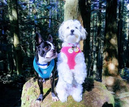 North Whidbey Veterinary Hospital: Mangiameli John J DVM