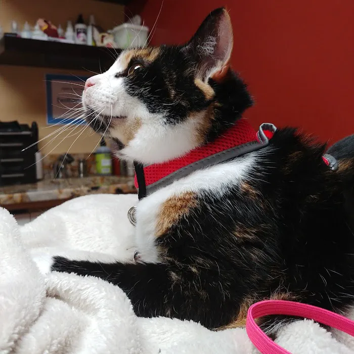 Best Friend's Veterinary Center Picture 3
