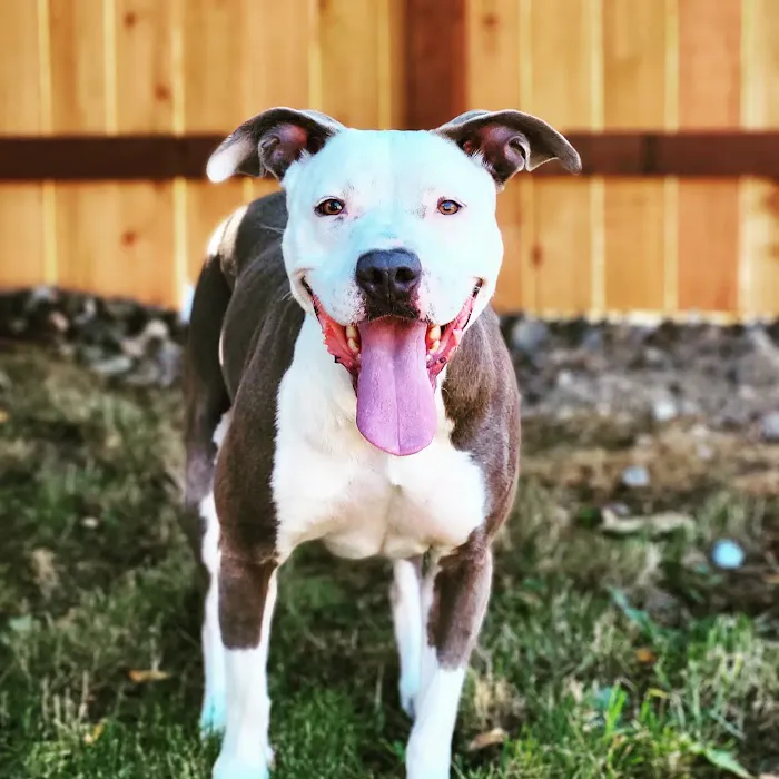 Best Friend's Veterinary Center Picture 2