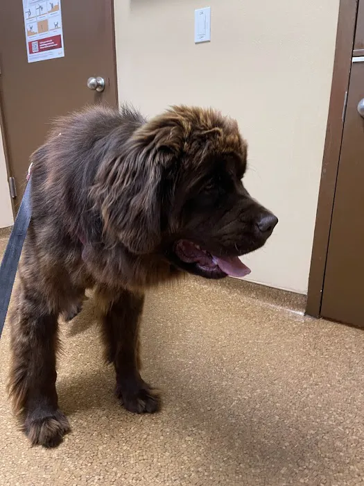 Best Friend's Veterinary Center Picture 4