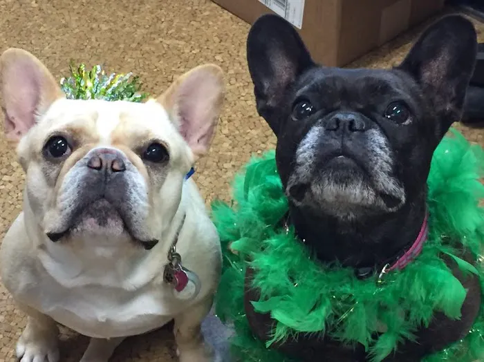 Best Friend's Veterinary Center Picture 10