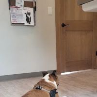 Heritage Veterinary ico