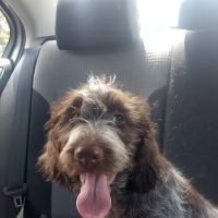 Tenino Veterinary Clinic LLC ico