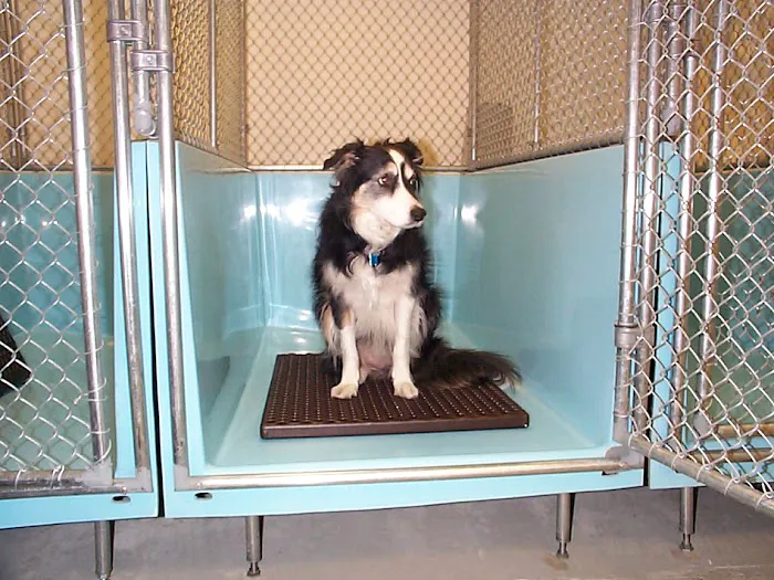 Companion Veterinary Hospital Picture 5