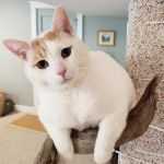 Olympia Pet Emergency