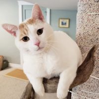 Olympia Pet Emergency ico
