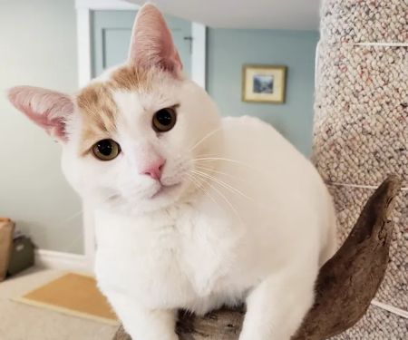 Olympia Pet Emergency