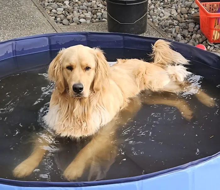 Olympia Pet Emergency Picture 3