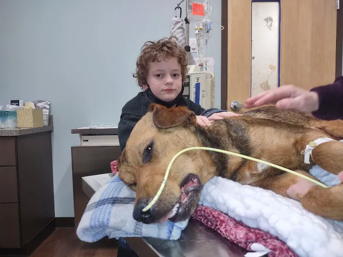 Olympia Pet Emergency Picture 10