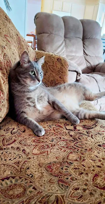 Kitty Klinic Picture 1