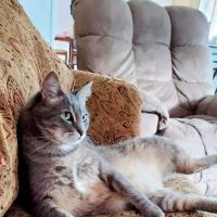 Kitty Klinic ico