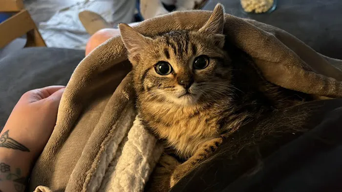 Kitty Klinic Picture 6