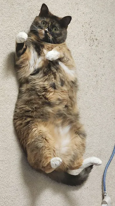 Kitty Klinic Picture 4