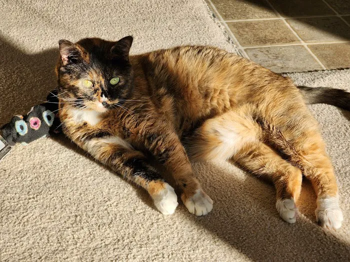 Kitty Klinic Picture 7