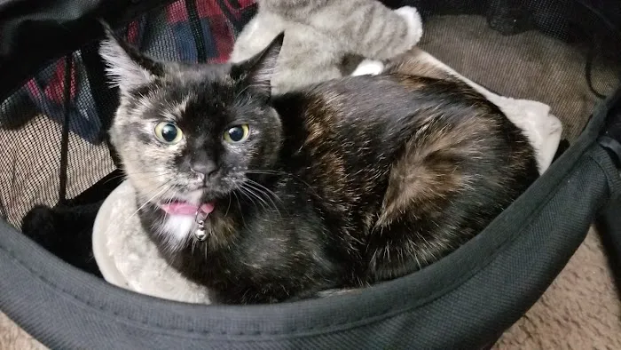 Kitty Klinic Picture 5