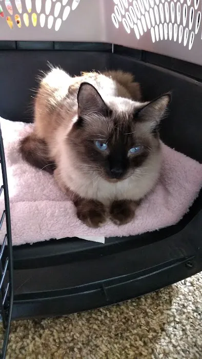 Kitty Klinic Picture 9