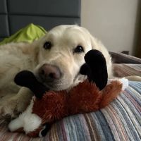 Pinehurst Veterinary Hospital and Surgical Center ico