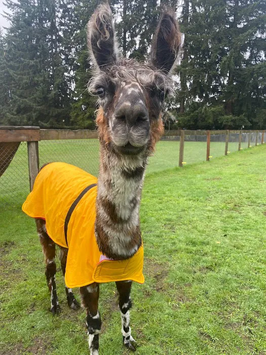 Chambers Prairie Animal Hospital Picture 9